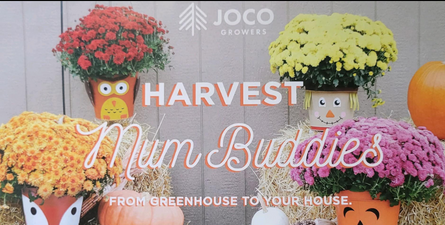 Text in white and orange: Harvest Mum Buddies from Greenhouse to your house. Background image with colorful mums in pots.